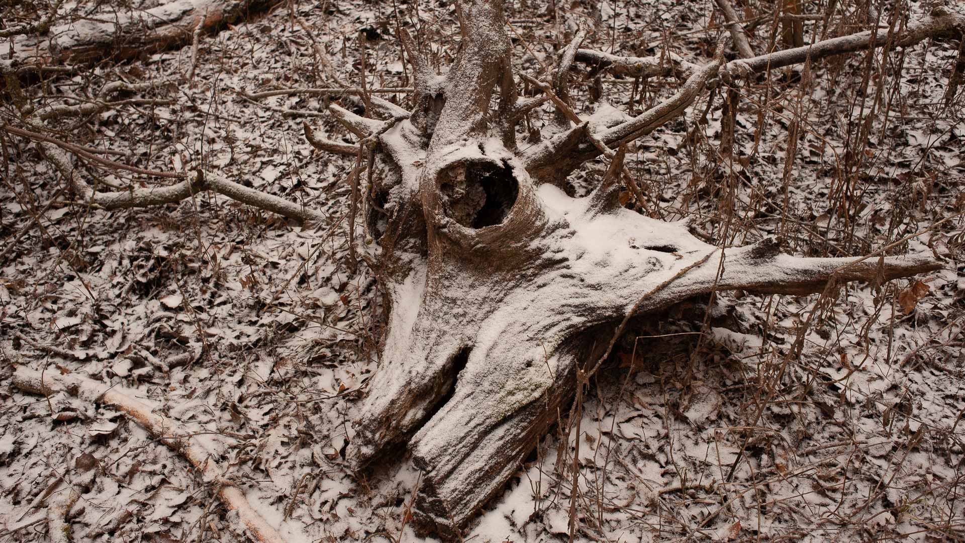 „Omul a îngenunchiat complet natura.”