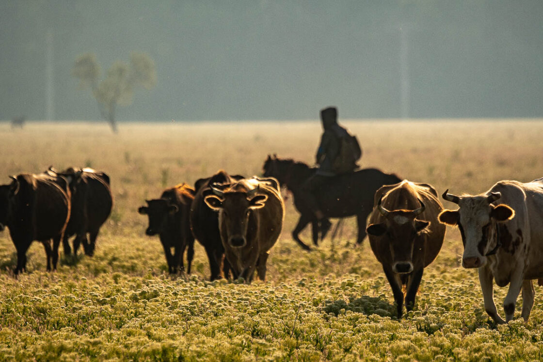 Creșterea animalelor